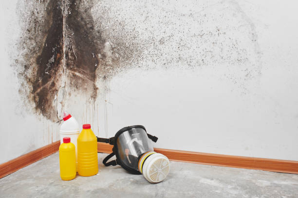 Best Kitchen Mold Remediation in La Marque, TX