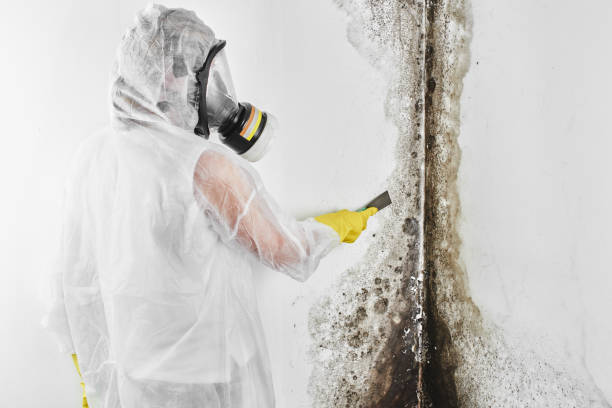 Best Crawl Space Mold Remediation in La Marque, TX