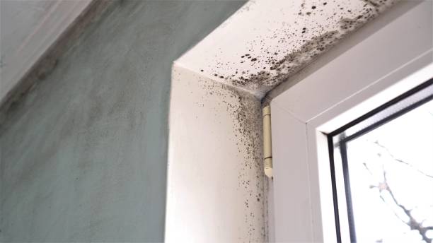 Professional Mold Remediation in La Marque, TX
