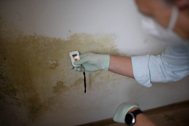 Best Preventive Mold Services in La Marque, TX
