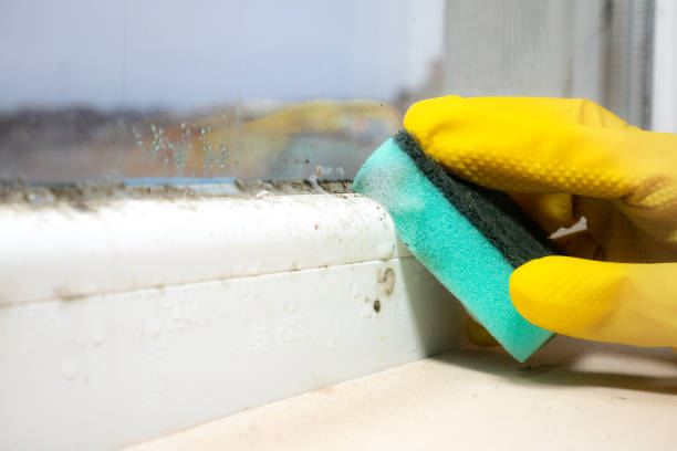 Best Mold Testing and Inspection Services in La Marque, TX